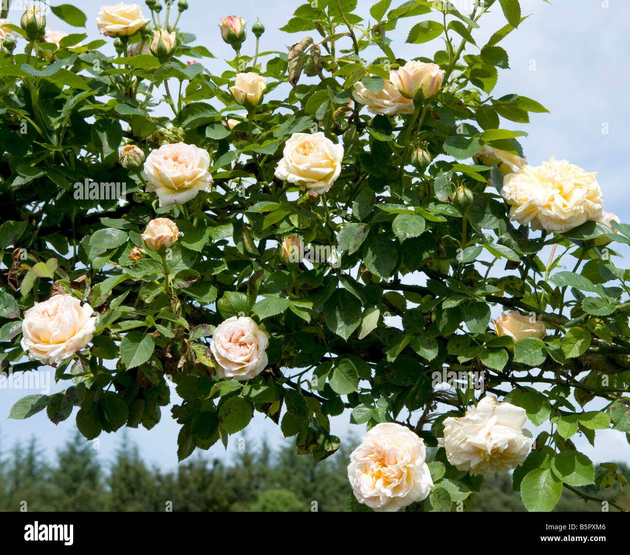 Rosa `Golden Glow` Stock Photo Alamy